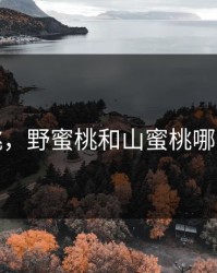 野蜜桃，野蜜桃和山蜜桃哪个好吃